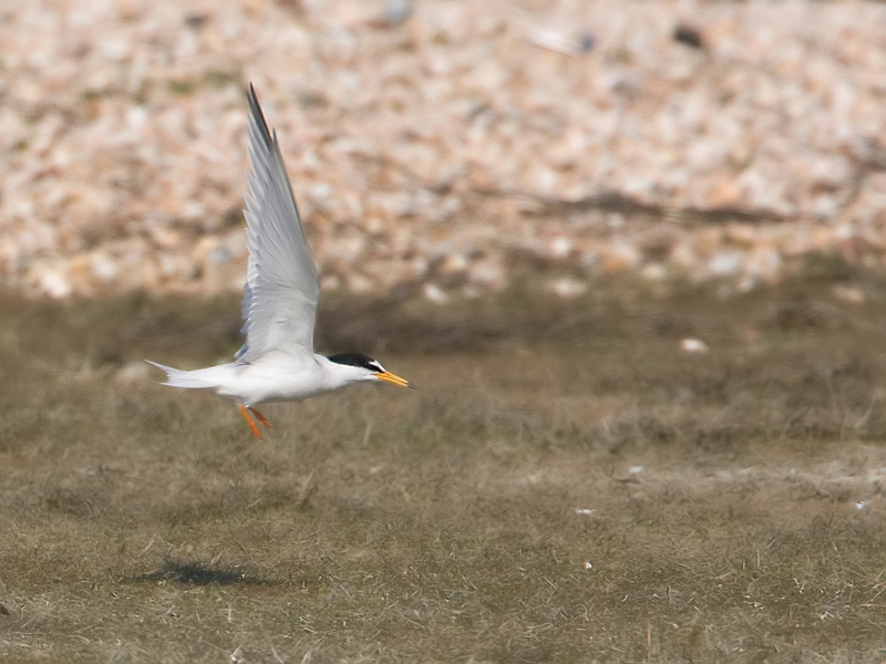 Sterna albifrons Little Tern Dwergstern